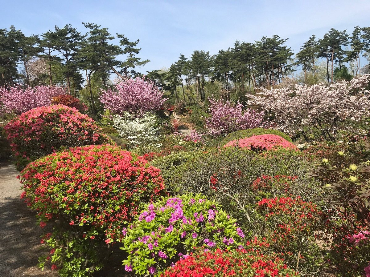🌸 오오쿠와하라 철쭉원(오오쿠와하라 츠츠지엔)